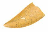 Serrated, Raptor Tooth - Real Dinosaur Tooth #295720-1